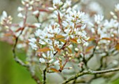 MORTON HALL GARDENS, WORCESTERSHIRE: PORTRAIT OF WHITE FLOWERS, BLOSSOM OF AMELANCHIER X GRANDIFLORA PRINCESS DIANA. BLOOMING, FLOWERING, APRIL, SPRING, TREES