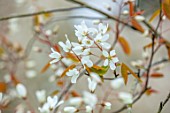 MORTON HALL GARDENS, WORCESTERSHIRE: PORTRAIT OF WHITE FLOWERS, BLOSSOM OF AMELANCHIER LAEVIS SNOWFLAKES. BLOOMING, FLOWERING, APRIL, SPRING, TREES