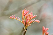 MORTON HALL GARDENS, WORCESTERSHIRE: EMERGING PINK LEAVES OF KOELREUTERIA PANICULATA IN SPRING. GOLDEN RAIN TREE, PRIDE OF INDIA, APRIL, SPRING, TREES, LEAVES