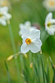 MORTON HALL GARDENS, WORCESTERSHIRE: CLOSE UP OF WHITE, CREAM, ORANGE FLOWERS OF DAFFODIL, NARCISSUS POETICUS ACTAEA, BULBS, SPRING, APRIL