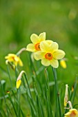 MORTON HALL GARDENS, WORCESTERSHIRE: CLOSE UP OF YELLOW, ORANGE YELLOW FLOWERS OF UNKNOWN VARIETY OF DAFFODIL, NARCISSUS, BULBS, SPRING, APRIL