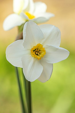 ESKER_FARM_DAFFODILS_COU_TYRONE_NORTHERN_IRELAND_CLOSE_UP_OF_WHITE_YELLOW_FLOWERS_OF_DAFFODIL_NARCIS