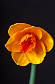 ESKER FARM DAFFODILS, COUNTY TYRONE, NORTHERN IRELAND: CLOSE UP OF FLOWER OF DAFFODIL, NARCISSUS HOT LAVA