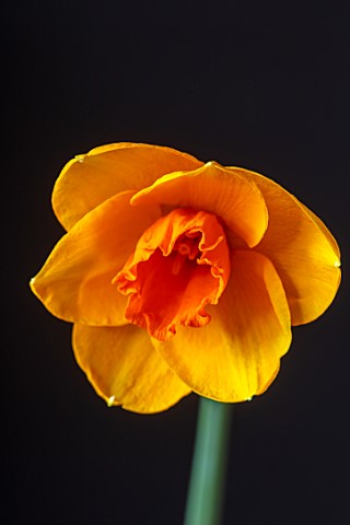 ESKER_FARM_DAFFODILS_COUNTY_TYRONE_NORTHERN_IRELAND_CLOSE_UP_OF_FLOWER_OF_DAFFODIL_NARCISSUS_HOT_LAV