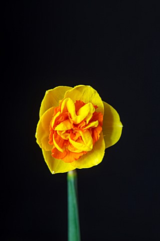 ESKER_FARM_DAFFODILS_COUNTY_TYRONE_NORTHERN_IRELAND_CLOSE_UP_OF_FLOWER_OF_DAFFODIL_NARCISSUS_LITTLE_