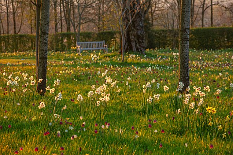 MORTON_HALL_GARDENS_WORCESTERSHIRE_SNAKES_HEAD_FRITILLARIES_DAFFODILS_NARCISSUS_MEADOW_PARKLAND_BENC