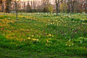 MORTON HALL GARDENS, WORCESTERSHIRE: SNAKES HEAD FRITILLARIES, DAFFODILS, NARCISSUS MEADOW, PARKLAND, BENCHES, SEATS, DAWN, SUNRISE, MARCH, SPRING, BULBS