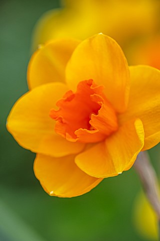 ESKER_FARM_DAFFODILS_COUNTY_TYRONE_NORTHERN_IRELAND_CLOSE_UP_OF_FLOWER_OF_DAFFODIL_NARCISSUS_HOT_LAV