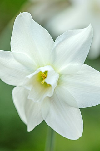 ESKER_FARM_DAFFODILS_COU_TYRONE_NORTHERN_IRELAND_CLOSE_UP_OF_WHITE_FLOWERS_OF_DAFFODIL_NARCISSUS_HOM