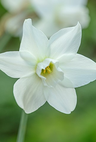 ESKER_FARM_DAFFODILS_COU_TYRONE_NORTHERN_IRELAND_CLOSE_UP_OF_WHITE_FLOWERS_OF_DAFFODIL_NARCISSUS_HOM
