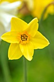 ESKER FARM DAFFODILS, COU TYRONE, NORTHERN IRELAND: CLOSE UP OF FLOWERS OF DAFFODIL, NARCISSUS CAUSEWAY RINGER