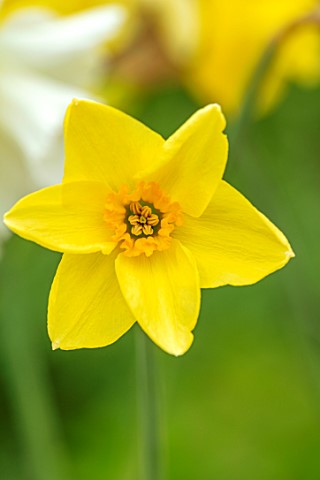 ESKER_FARM_DAFFODILS_COU_TYRONE_NORTHERN_IRELAND_CLOSE_UP_OF_FLOWERS_OF_DAFFODIL_NARCISSUS_CAUSEWAY_