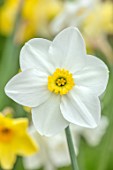 ESKER FARM DAFFODILS, COU TYRONE, NORTHERN IRELAND: CLOSE UP OF WHITE, YELLOW FLOWERS OF DAFFODIL, NARCISSUS EVESHAM