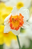ESKER FARM DAFFODILS, COU TYRONE, NORTHERN IRELAND: CLOSE UP OF WHITE, ORANGE, YELLOW FLOWERS OF DAFFODIL, NARCISSUS SHRIMP BOAT