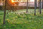MORTON HALL GARDENS, WORCESTERSHIRE: SNAKES HEAD FRITILLARIES, DAFFODILS, NARCISSUS MEADOW, PARKLAND, DAWN, SUNRISE, MARCH, SPRING, BULBS