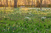 MORTON HALL GARDENS, WORCESTERSHIRE: SNAKES HEAD FRITILLARIES, DAFFODILS, NARCISSUS, PRIMULA ELATIOR, MEADOW, PARKLAND, BENCHES, SEATS, DAWN, MARCH, SPRING, BULBS