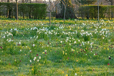 MORTON_HALL_GARDENS_WORCESTERSHIRE_SNAKES_HEAD_FRITILLARIES_DAFFODILS_NARCISSUS_MEADOW_PARKLAND_DAWN