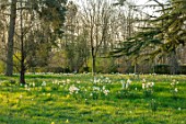 MORTON HALL GARDENS, WORCESTERSHIRE: SNAKES HEAD FRITILLARIES, DAFFODILS, NARCISSUS, MEADOW, PARKLAND, DAWN, MARCH, SPRING, BULBS