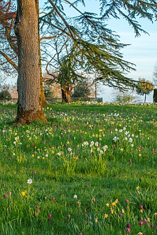 MORTON_HALL_GARDENS_WORCESTERSHIRE_SNAKES_HEAD_FRITILLARIES_DAFFODILS_NARCISSUS_MEADOW_PARKLAND_DAWN