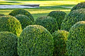 MORTON HALL GARDENS, WORCESTERSHIRE: CLIPPED TOPIARY BOX BALLS, LAWN, SPRING, APRIL, BUXUS, GREEN