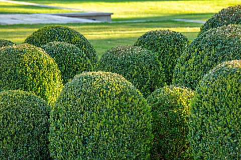 MORTON_HALL_GARDENS_WORCESTERSHIRE_CLIPPED_TOPIARY_BOX_BALLS_LAWN_SPRING_APRIL_BUXUS_GREEN