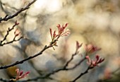 MORTON HALL GARDENS, WORCESTERSHIRE: EMERGING PINK LEAVES OF KOELREUTERIA PANICULATA IN SPRING. GOLDEN RAIN TREE, PRIDE OF INDIA, APRIL, SPRING, TREES, LEAVES