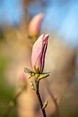MORTON HALL GARDENS, WORCESTERSHIRE: CLOSE UP PORTRAIT OF EMERGING BUDS PINK FLOWERS OF MAGNOLIA, TREES, SHRUBS, DECIDUOUS, SPRING, APRIL, SCENT, SCENTED, FRAGRANT