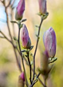 MORTON HALL GARDENS, WORCESTERSHIRE: CLOSE UP PORTRAIT OF EMERGING BUDS PINK FLOWERS OF MAGNOLIA, TREES, SHRUBS, DECIDUOUS, SPRING, APRIL, SCENT, SCENTED, FRAGRANT