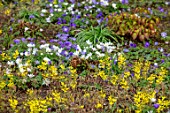 MORTON HALL GARDENS, WORCESTERSHIRE: YELLOW FLOWERS OF EPIMEDIUM X VERSICOLOR SULPHUREUM, WHITE AND PURPLE FLOWERS OF ANEMONE BLANDA, PERENNIALS, SHADE, SHADY