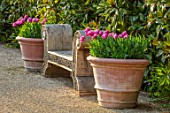 ARUNDEL CASTLE GARDENS, WEST SUSSEX: WOODEN OAK BENCH, SEAT, SEATS, BENCHES, TERRACOTTA CONTAINERS WITH TULIP PINK IMPRESSION, SPRING, APRIL