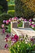 ARUNDEL CASTLE GARDENS, WEST SUSSEX: WOODEN OAK BENCH, SEAT, SEATS, BENCHES, TERRACOTTA CONTAINERS WITH TULIP WOW, SPRING, APRIL