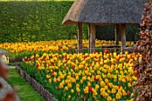 ARUNDEL CASTLE GARDENS, WEST SUSSEX: WILD FLOWER GARDEN AND ROUNDHOUSE, SPRING, APRIL, TULIPS, YELLOW FLOWERS, BLOOMS OF TULIPA OXFORD AND TULIPA GOLDEN OXFORD
