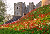 ARUNDEL CASTLE GARDENS, WEST SUSSEX: MEADOW, DAFFODILS, TULIPS. SLOPING LAWN, DUKE HENRYS ENTRANCE - RED FLOWERS OF TULIPA APELDOORN RED AND WHITE FLOWERS OF NARCISUUS THALIA