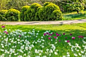 ARUNDEL CASTLE GARDENS, WEST SUSSEX: NATURAL PLANTING, MEADOW, WHITE FLOWERS OF NARCISSUS THALIA, PURPLE FLOWERS OF TULIPA PURPLE DREAM, BOX TOPIARY CLOUD HEDGING, HEDGES