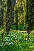 ARUNDEL CASTLE GARDENS, WEST SUSSEX: NATURAL PLANTING, MEADOW, WHITE FLOWERS OF NARCISSUS THALIA, YELLOW FLOWERS OF TULIPA YELLOW APELDOORN, BULBS, SPRING, APRIL