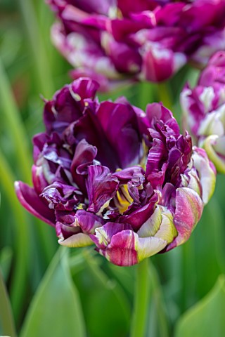 ARUNDEL_CASTLE_GARDENS_WEST_SUSSEX_CLOSE_UP_OF_PURPLE_WHITE_GREEN_FLOWERS_BLOOMS_OF_TULIPA_WOW_BULBS