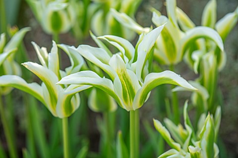 ARUNDEL_CASTLE_GARDENS_WEST_SUSSEX_CLOSE_UP_OF_WHITE_GREEN_FLOWERS_BLOOMS_OF_TULIPA_GREEN_STAR_BULBS