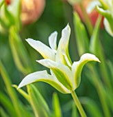 ARUNDEL CASTLE GARDENS, WEST SUSSEX: CLOSE UP OF WHITE, GREEN, FLOWERS, BLOOMS OF TULIPA GREEN STAR, BULBS, APRIL, SPRING
