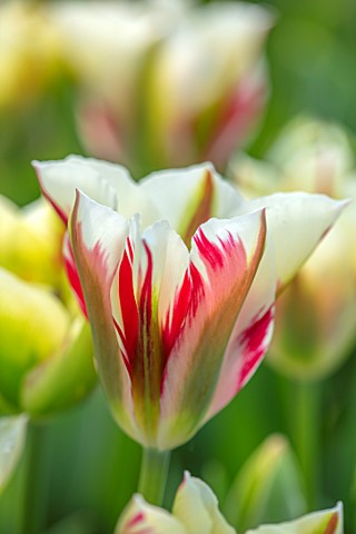 ARUNDEL_CASTLE_GARDENS_WEST_SUSSEX_CLOSE_UP_OF_WHITE_GREEN_RED_FLOWERS_BLOOMS_OF_TULIPA_FLAMING_PARR