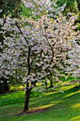 BATSFORD ARBORETUM, GLOUCESTERSHIRE: WHITE, PINK FLOWERS OF CHERRY, PRUNUS ICHIYO, SPRING, WOODLAND, SHADE, SHADY