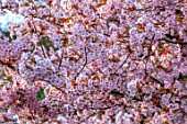 BATSFORD ARBORETUM, CHERRY, PINK FLOWERS OF PRUNUS HISAKURA, SPRNG, APRIL, BLOSSOM, TREES
