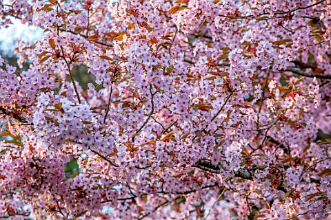 BATSFORD_ARBORETUM_CHERRY_PINK_FLOWERS_OF_PRUNUS_HISAKURA_SPRNG_APRIL_BLOSSOM_TREES