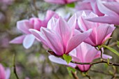 BATSFORD ARBORETUM, GLOUCESTERSHIRE: CLOSE UP PORTRAIT OF PINK FLOWERS OF MAGNOLIA TREVE HOLMAN. TREES, BLOSSOMS, FLOWERING, SPRING, APRIL