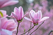 BATSFORD ARBORETUM, GLOUCESTERSHIRE: CLOSE UP PORTRAIT OF PINK FLOWERS OF MAGNOLIA TREVE HOLMAN. TREES, BLOSSOMS, FLOWERING, SPRING, APRIL