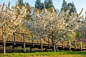 BATSFORD ARBORETUM, GLOUCESTERSHIRE: CHERRY TREES FLOWERING, APRIL, SPRING, WHITE BLOSSOM OF PRUNUS TAIHAKU, GREAT WHITE CHERRY, FLOWERS