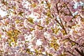 BATSFORD ARBORETUM, GLOUCESTERSHIRE: CHERRY TREES FLOWERING, APRIL, SPRING, PINK BLOSSOM, FLOWERS OF PRUNUS HOKUSAI