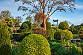 THE LASKETT GARDENS, HEREFORDSHIRE. DESIGNER ROY STRONG - THE SERPENTINE WALK, CLIPPED TOPIARY HOLLIES, YEW, BELVEDERE, BUILDINGS, SPRING, APRIL, ACER GRISEUM