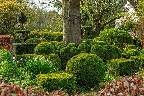 THE_LASKETT_GARDENS_HEREFORDSHIRE_DESIGNER_ROY_STRONG__THE_LOWER_WALK_SPRING_APRIL_CLIPPED_BOX_BUXUS
