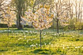MORTON HALL GARDENS, WORCESTERSHIRE: THE MEADOW, PARK, SPRING, APRIL, DAFFODILS, NARCISSUS, CHERRIES, PRUNUS FRAGRANT CLOUD