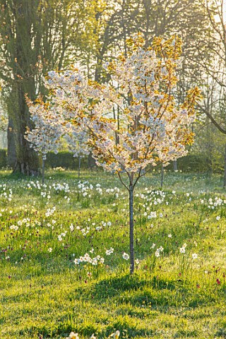 MORTON_HALL_GARDENS_WORCESTERSHIRE_THE_MEADOW_PARK_SPRING_APRIL_DAFFODILS_NARCISSUS_CHERRIES_PRUNUS_